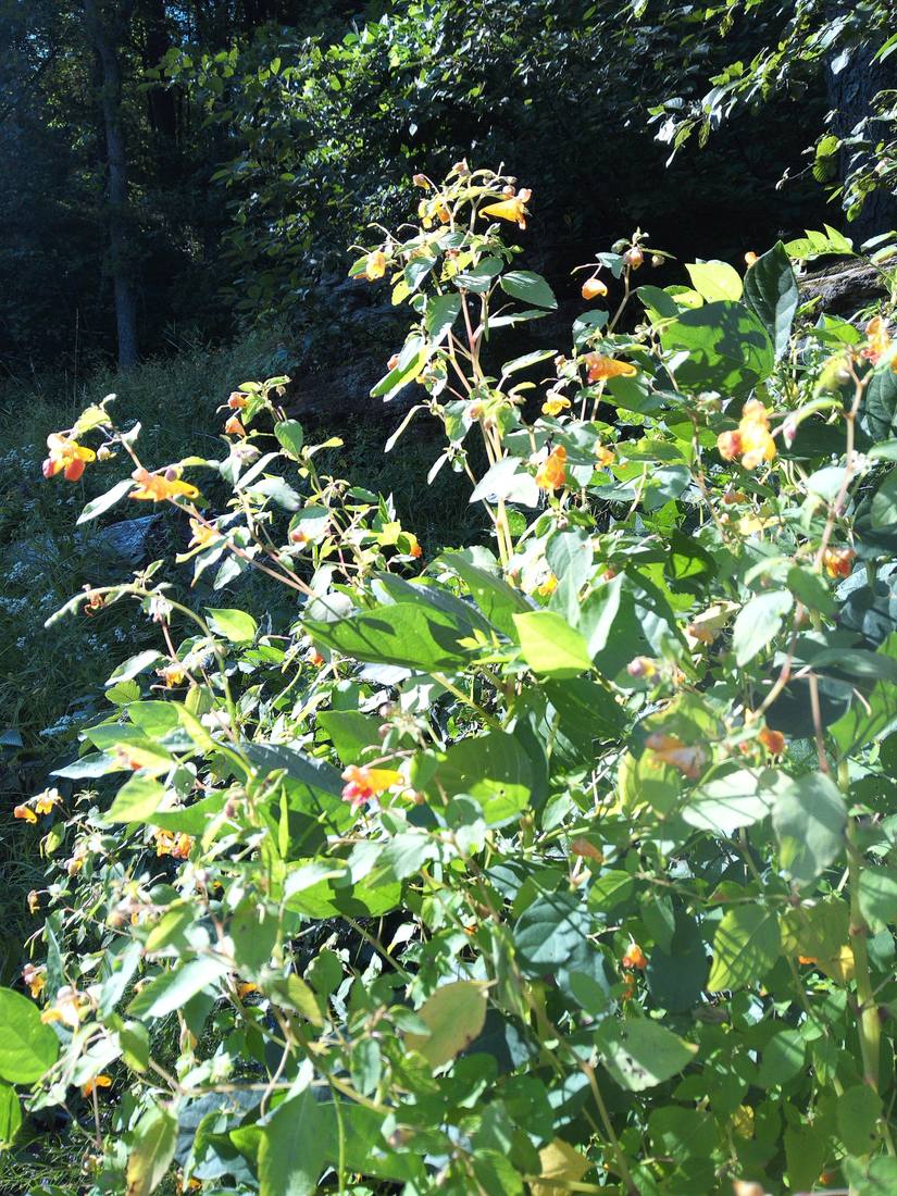 Close-up photo of jewelweed flowers, taken by Emery on her Camp Snap Pro