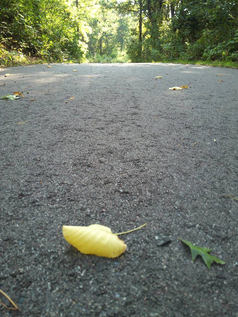 Close-up photo of a fallen leaf on a trail, taken by Emery on her Camp Snap Pro